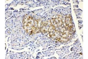 IHC testing of FFPE rat pancreas tissue with IGFBP1 antibody at 1ug/ml. (IGFBPI antibody)