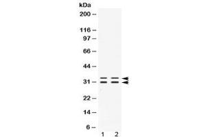 Western blot testing of 1) rat testis and 2) human PANC1 lysate with FHL3 antibody at 0. (FHL3 antibody  (AA 41-84))