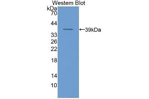 Western Blotting (WB) image for anti-Nuclear Factor kappa B (NFkB) (AA 42-367) antibody (ABIN3206002)