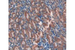 IHC-P analysis of Mouse Tissue, with DAB staining. (Adipsin antibody  (AA 1-259))