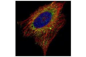 ICC/IF Image Confocal immunofluorescence analysis (Olympus FV10i) of paraformaldehyde-fixed HeLa, using AIMP1, antibody (Green) at 1:500 dilution. (AIMP1 antibody)