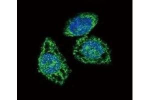 Confocal immunofluorescent analysis of DUSP6 antibody with HeLa cells followed by Alexa Fluor 488-conjugated goat anti-rabbit lgG (green). (DUSP6 antibody  (AA 58-89))