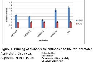 U20S (p53+) cells were treated with 0. (p53 antibody  (N-Term))