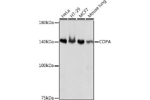 COPA antibody