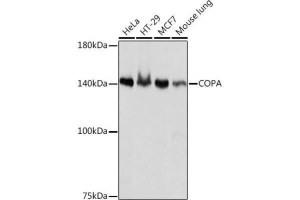 COPA antibody