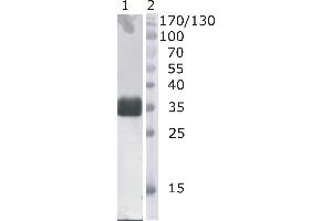 Western Blot testing of anti-bovine DNaseI monoclonal antibody (4B10).