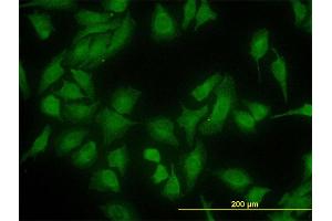 Immunofluorescence (IF) image for anti-DnaJ (Hsp40) Homolog, Subfamily C, Member 10 (DNAJC10) (AA 688-793) antibody (ABIN565733)