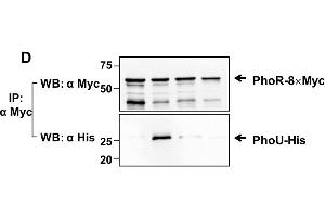 Western Blotting (WB) image for anti-His Tag antibody (ABIN100492)