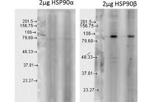 Western blot analysis of Human Cell line lysates showing detection of HSP90 beta protein using Rabbit Anti-HSP90 beta Polyclonal Antibody .