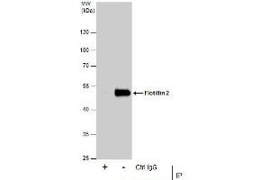 IP Image Immunoprecipitation of Flotillin 2 protein from HeLa whole cell extracts using 5 μg of Flotillin 2 antibody [C3], C-term, Western blot analysis was performed using Flotillin 2 antibody [C3], C-term, EasyBlot anti-Rabbit IgG  was used as a secondary reagent. (Flotillin 2 antibody  (C-Term))