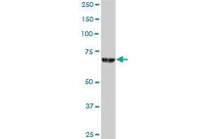 ACOX2 MaxPab polyclonal antibody. (Acox2 antibody  (AA 1-681))