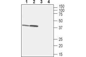 Western Blotting (WB) image for anti-Free Fatty Acid Receptor 2 (FFAR2) (AA 301-314), (Intracellular) antibody (ABIN7043138)