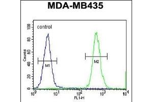HNRNPCL1 Antibody (C-term) (ABIN655435 and ABIN2844970) flow cytometric analysis of MDA-M cells (right histogram) compared to a negative control cell (left histogram). (HNRNPCL1 antibody  (C-Term))