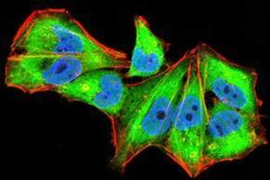 Immunofluorescence analysis of Hela cells using IL1RAPL1 mouse mAb (green). (IL1RAPL1 antibody  (AA 541-694))