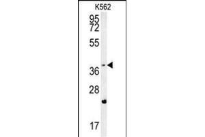FBXW12 Antibody (C-term) (ABIN654226 and ABIN2844060) western blot analysis in K562 cell line lysates (35 μg/lane). (FBXW12 antibody  (C-Term))