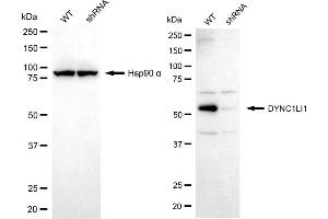 Western blotting analysis using DYNC1LI1 antibody (ABIN7798402). (DYNC1LI1 antibody)