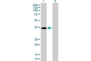 Western Blot analysis of ADORA2A expression in transfected 293T cell line by ADORA2A MaxPab polyclonal antibody. (Adenosine A2a Receptor antibody  (AA 1-412))