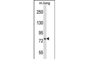 DNAJC10 Antibody (N-term) (ABIN1539465 and ABIN2850132) western blot analysis in mouse lung tissue lysates (35 μg/lane). (DNAJC10 antibody  (N-Term))