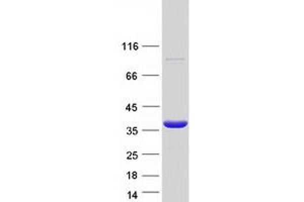 FAM92A1 Protein (Myc-DYKDDDDK Tag)