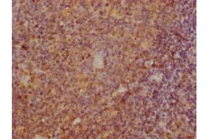 IHC image of ABIN7172255 diluted at 1:100 and staining in paraffin-embedded human tonsil tissue performed on a Leica BondTM system. (BCMA antibody  (AA 1-54))