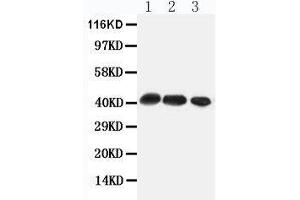 Anti-CCR4 antibody, Western blotting All lanes: Anti CCR4  at 0. (CCR4 antibody  (Middle Region))
