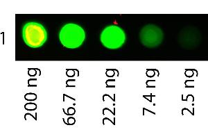 Dot Blot (DB) image for Albumin (ALB) protein (Rhodamine) (ABIN964111)