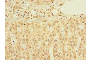 Immunohistochemistry of paraffin-embedded human adrenal gland tissue using ABIN7159912 at dilution of 1:100 (TIMM9 antibody  (AA 2-89))