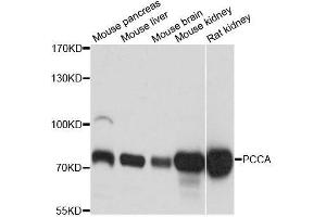Western blot analysis of extracts of various cell lines, using PCCA antibody. (PCCA antibody  (AA 449-728))
