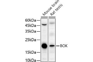 Western blot analysis of extracts of various cell lines, using BOK antibody (ABIN7265866) at 1:1000 dilution. (BOK antibody  (AA 1-100))