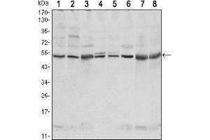 Western blot analysis using CSK mouse mAb against NIH/3T3 (1),Hela (2),COS7 (3), Jurkat (4), Raw246. (CSK antibody)