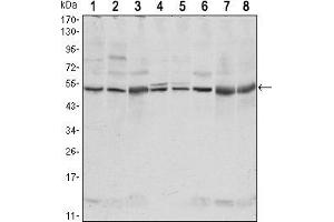 CSK antibody