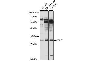 Western blot analysis of extracts of various cell lines, using CITED2 antibody (ABIN6291914) at 1:3000 dilution.