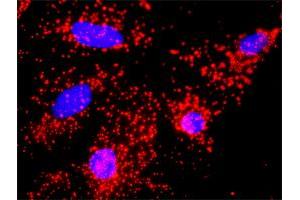 Proximity Ligation Analysis of protein-protein interactions between CDC20 and ANAPC11. (ANAPC11 antibody  (AA 1-54))