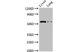Western Blot Positive WB detected in: Rat liver tissue, Rat lung tissue All lanes: CCZ1 antibody at 2.