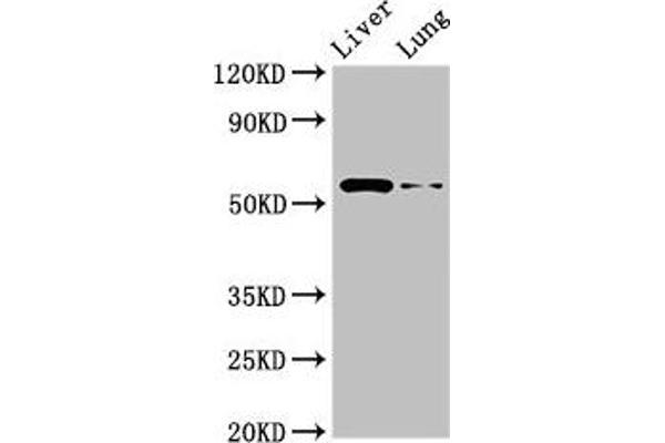 CCZ1 antibody  (AA 201-482)