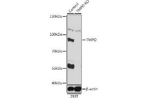 Western blot analysis of extracts from normal (control) and TMPO knockout (KO) 293T cells using TMPO Polyclonal Antibody at dilution of 1:1000. (Thymopoietin antibody)