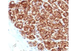 IHC testing of FFPE human pancreas with MAML2 antibody (clone MMLP2-1). (MAML2 antibody)