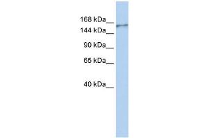WB Suggested Anti-NBEAL1 Antibody Titration:  0. (NBEAL1 antibody  (N-Term))