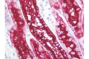 Anti-Renal Dipeptidase / DPEP1 antibody IHC staining of human kidney. (DPEP1 antibody  (AA 1-30))