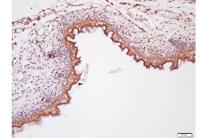 Formalin-fixed and paraffin embedded mouse embryo labeled with Anti-Wnt11 Polyclonal Antibody, Unconjugated (ABIN1387554) at 1:200 followed by conjugation to the secondary antibody and DAB staining (WNT11 antibody  (AA 151-250))