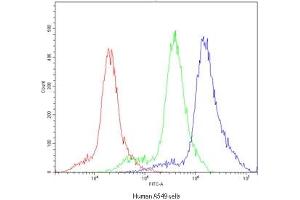 Flow cytometry testing of human A549 cells with POR antibody at 1ug/10^6 cells (blocked with goat sera) (POR antibody)