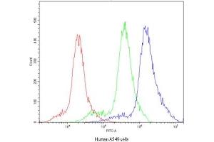 Flow cytometry testing of human A549 cells with POR antibody at 1ug/10^6 cells (blocked with goat sera) (POR antibody)