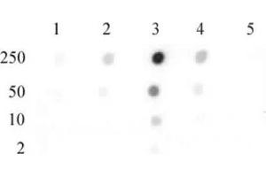Histone H2B dimethyl Lys46 pAb tested by dot blot analysis. (Histone H2B antibody  (2meLys46))