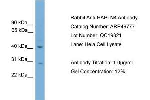 WB Suggested Anti-HAPLN4  Antibody Titration: 0. (HAPLN4 antibody  (C-Term))