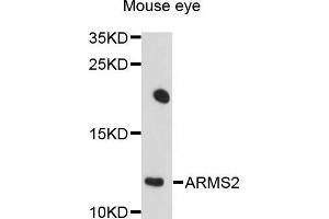 Western blot analysis of extracts of mouse eye cells, using ARMS2 antibody.