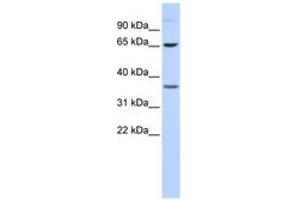Image no. 1 for anti-Epsin 2 (EPN2) (AA 180-229) antibody (ABIN6743838)