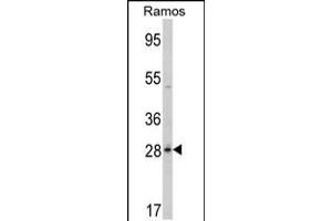 Western blot analysis of PGLS Antibody in Ramos cell line lysates (35ug/lane) (PGLS antibody  (C-Term))