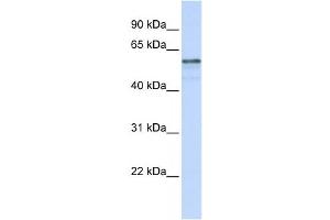 Western Blotting (WB) image for anti-Transmembrane Protein 195 (TMEM195) antibody (ABIN2458852) (TMEM195 antibody)