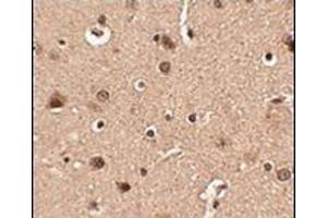 Immunohistochemistry of Slitrk4 in human brain tissue with this product at 2. (SLITRK4 antibody  (N-Term))