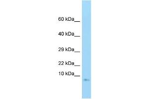 Western Blotting (WB) image for anti-Guanine Nucleotide Binding Protein (G Protein), gamma 3 (GNG3) (Middle Region) antibody (ABIN2790473)
